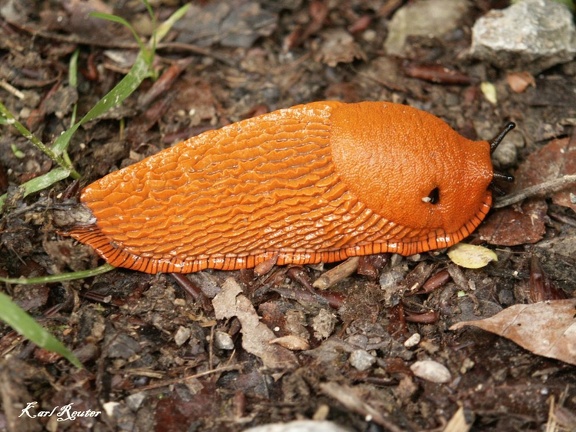 Rote Wegschnecke (Arion rufus)